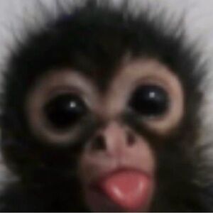 Meet your Posher, Wavy